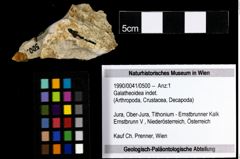 Foto (Objekt + Etiketten) von Galatheoidea indet. 